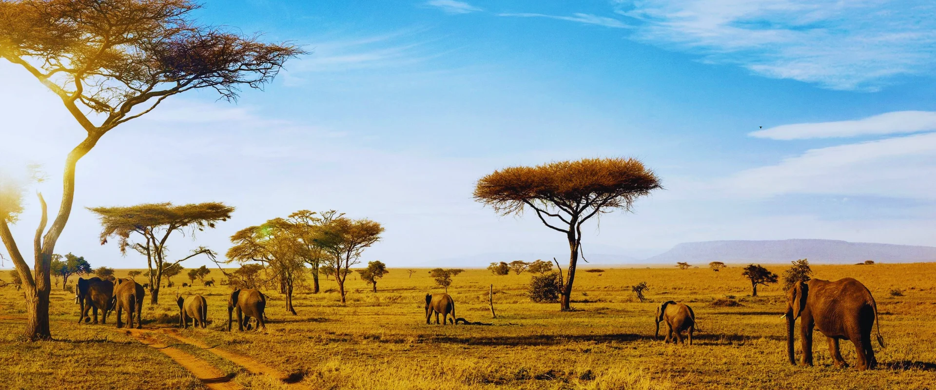 Serengeti Wildlife