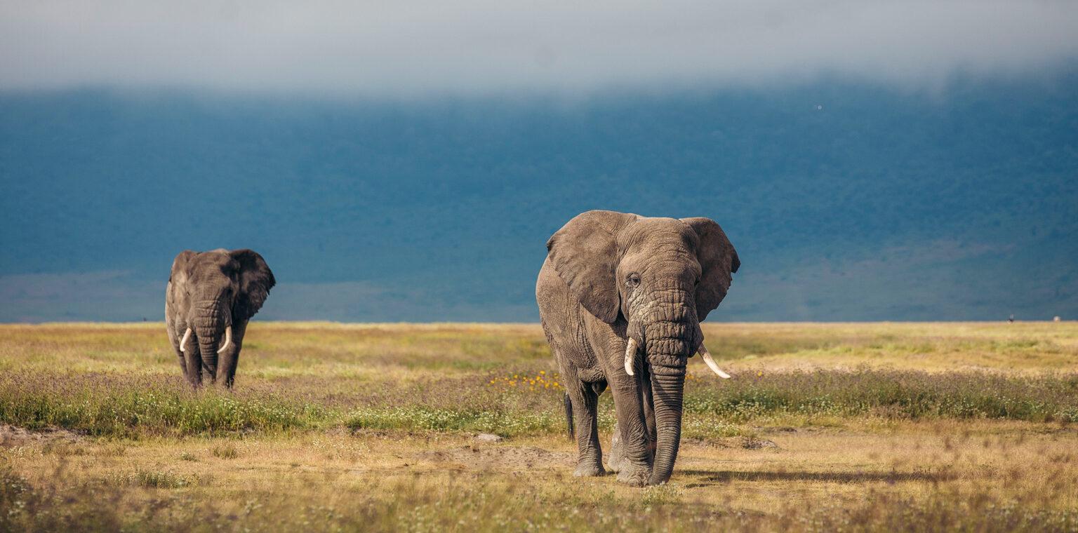 Tanzanian Landscape