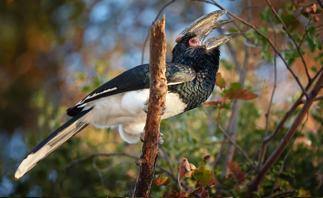 Kilimanjaro Wildlife Diversity