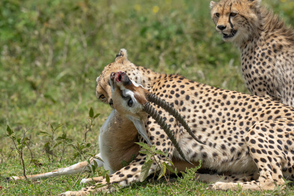 Serengeti Wildlife