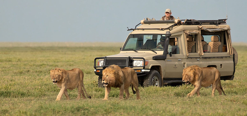 Lemosho Route with Short Safari