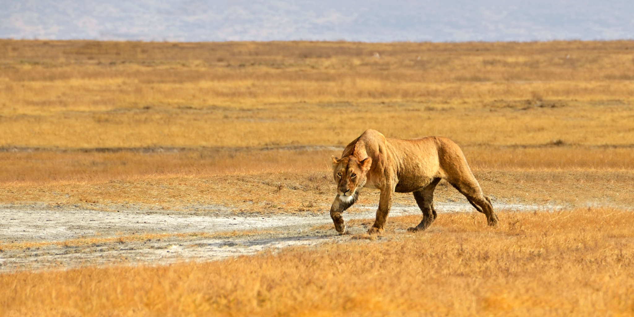 Great Migration