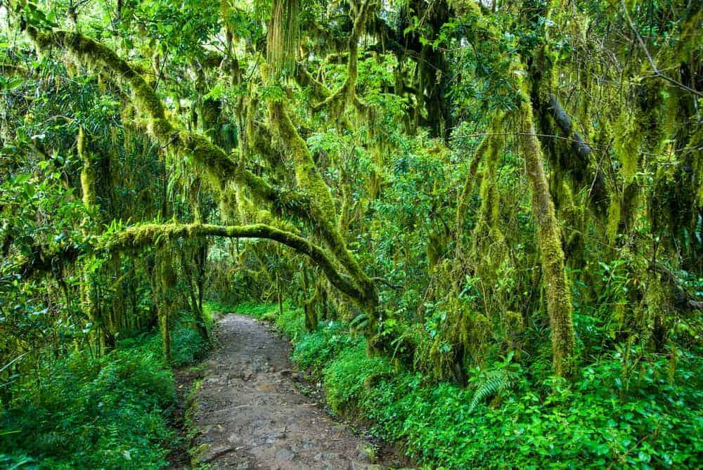 Kilimanjaro Rainforest Wildlife