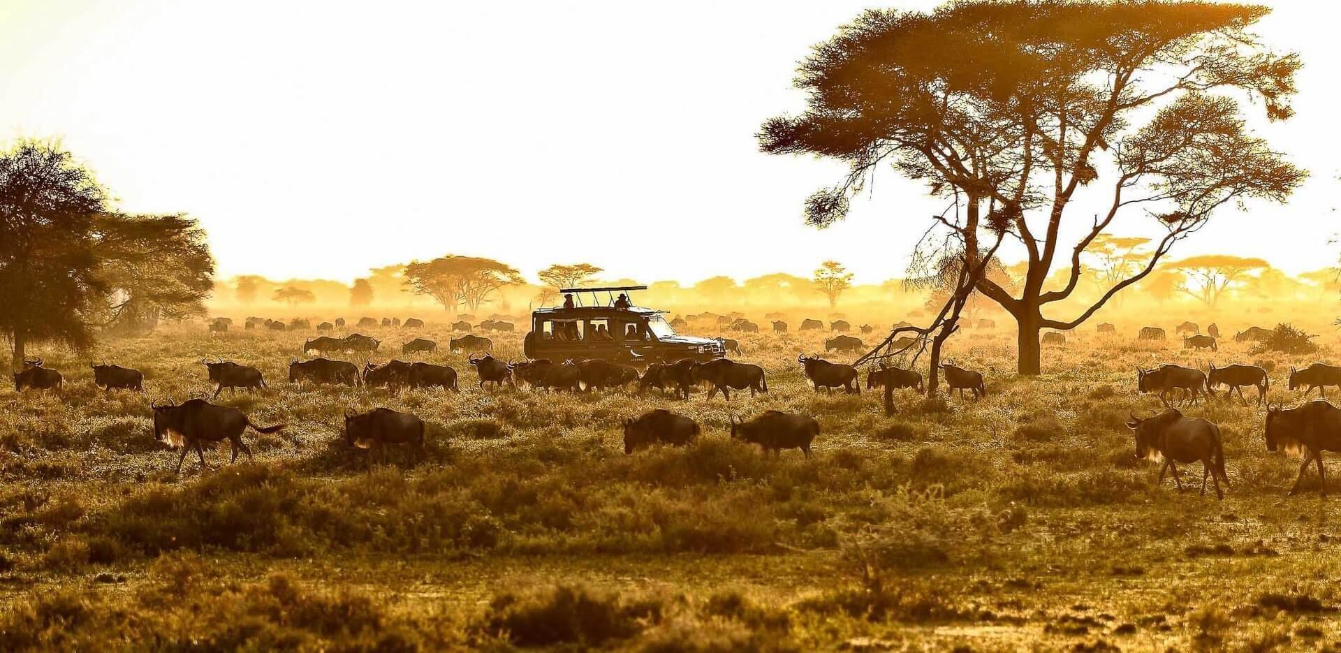 Kilimanjaro and Serengeti Safari Combo
