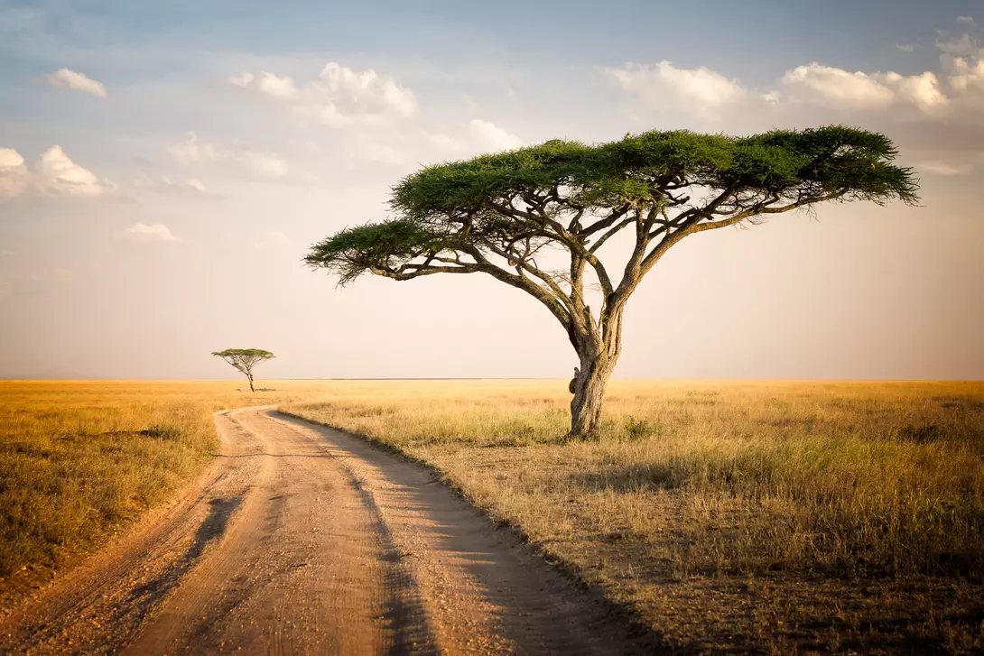Serengeti Wildlife